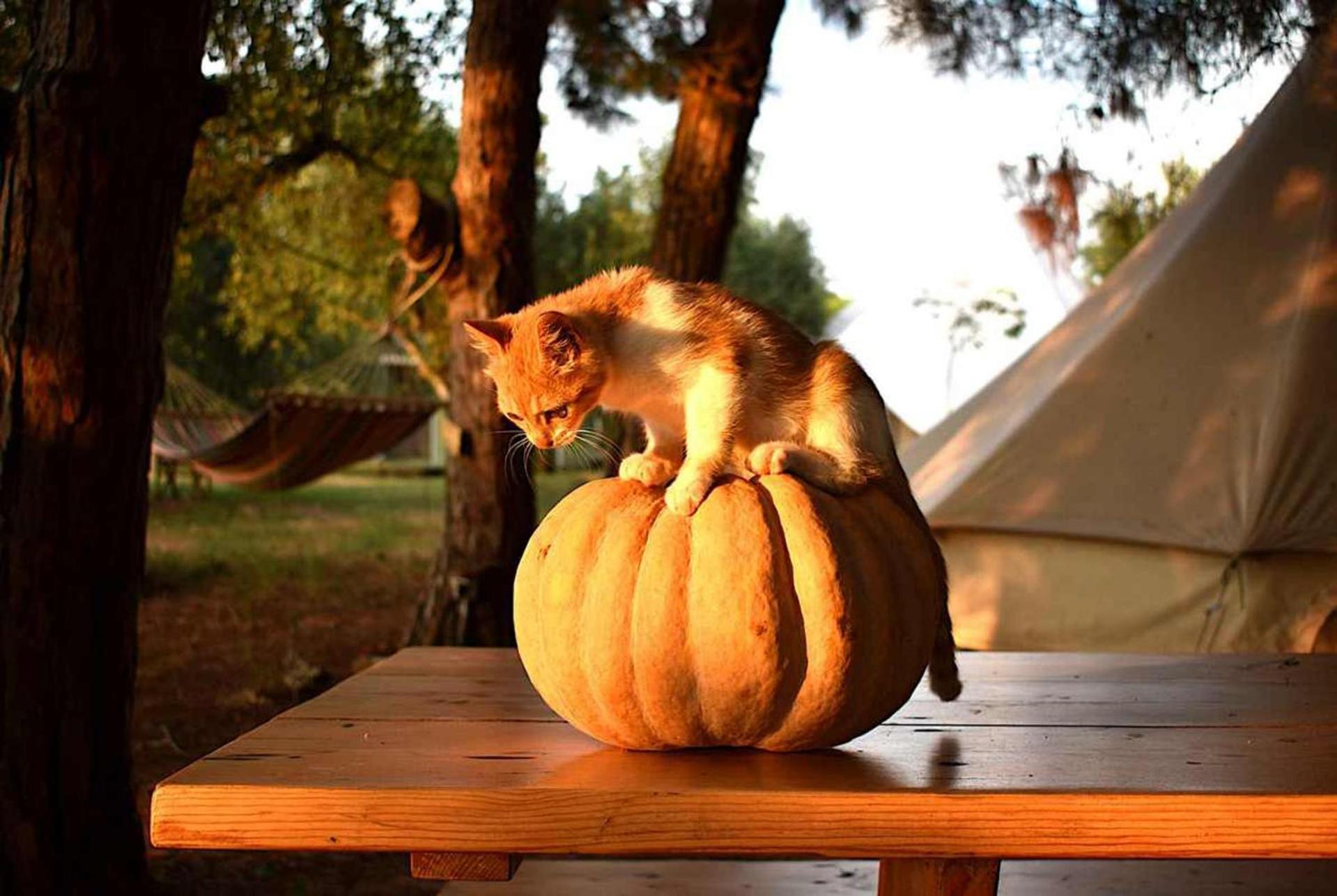 Glamping At A Lovely Tent In Skiaxtro- Marathopoli Villa Bagian luar foto